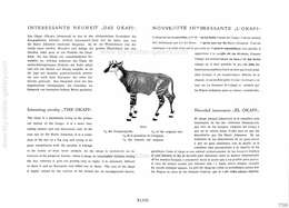 Tipple-Topple, Tipple-Topple - Illustrierter Spezial Katalog - 1914, Page 48